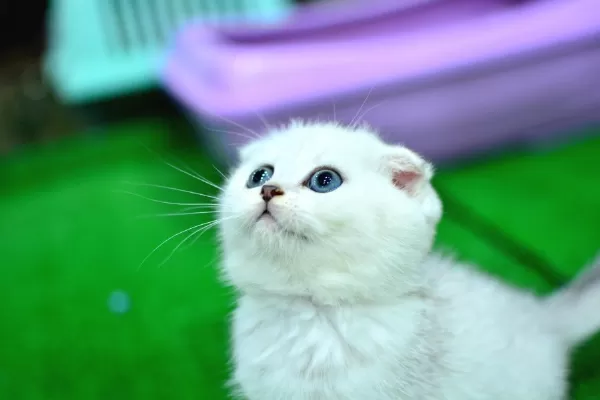 Yok Böyle Güzellikte Silver Point Scottish Fold
