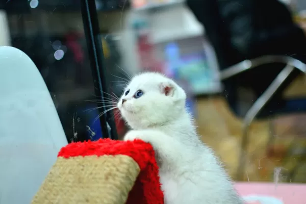 Muhteşem Yüz Hattına Sahip Silver Scottish Fold