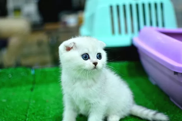 Yok Böyle Güzellikte Silver Scottish Fold