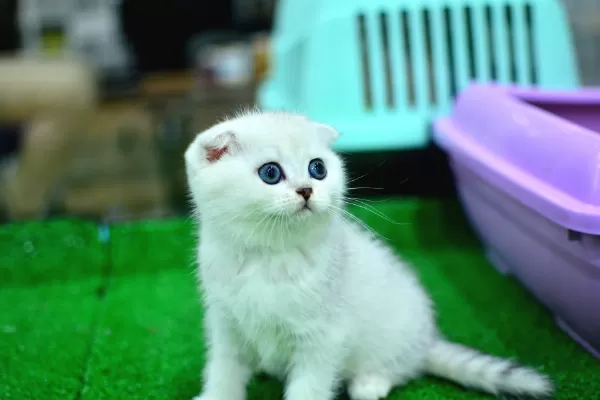 Yok Böyle Güzellikte Silver Scottish Fold