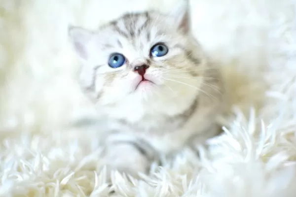 Kalitede Silver Ns24 British Shorthair