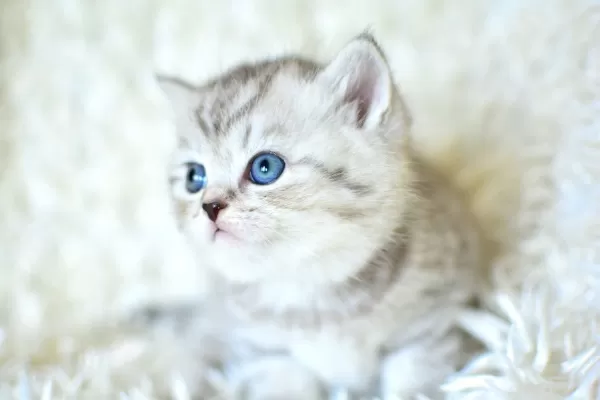 Kalitede Silver Ns24 British Shorthair