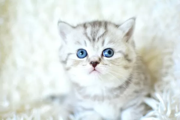 Kalitede Silver Ns24 British Shorthair