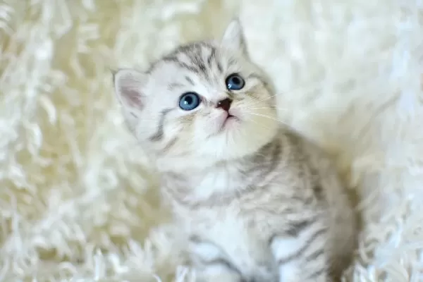 Kalitede Silver Ns24 British Shorthair