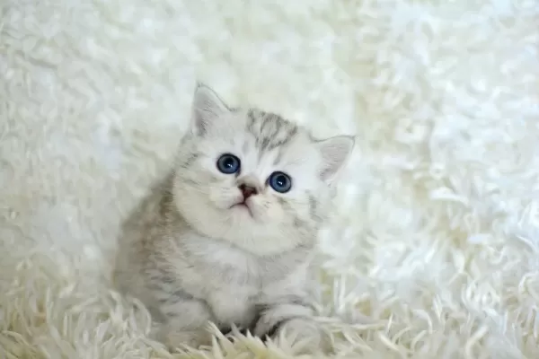 Kalitede Silver Ns24 British Shorthair