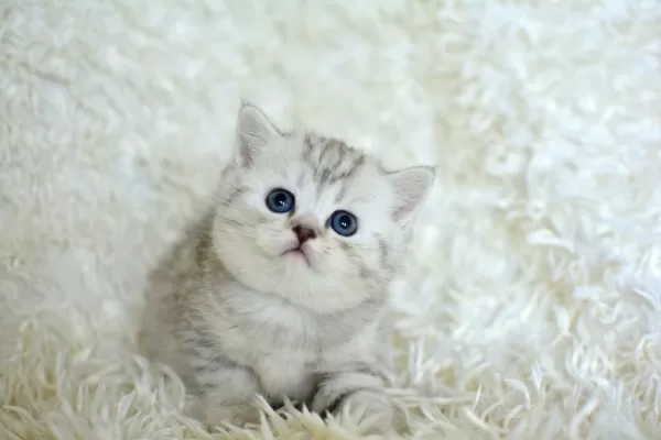 Kalitede Silver Ns24 British Shorthair