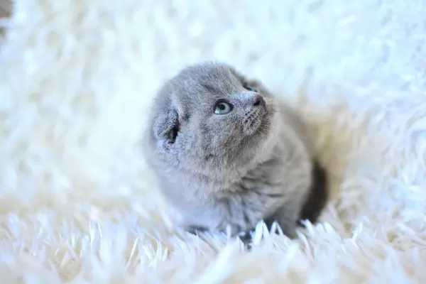 Küt Kafa Gri Scottish Fold Yavrumuz