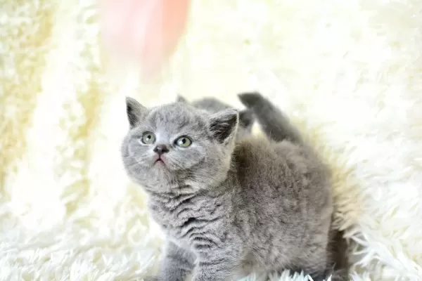 Show Guzelikte Gri British Shorthair Yavrumuz