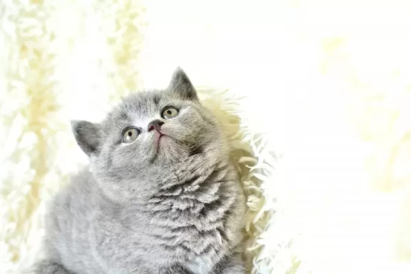 Kalite British Shorthair