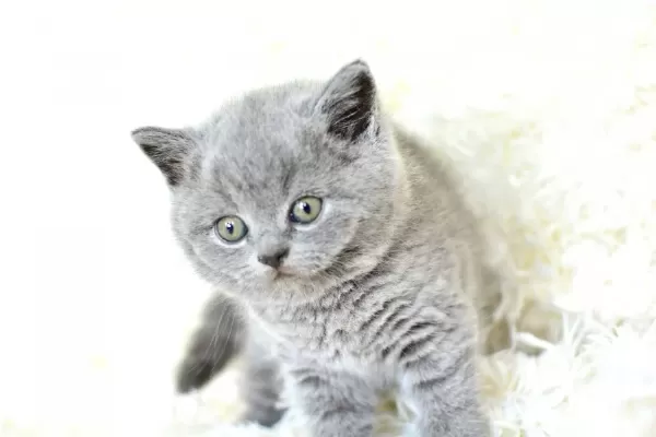 Show Guzelikte Gri British Shorthair Yavrumuz