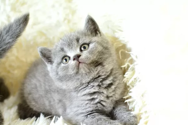 Kaliteli British Shorthair