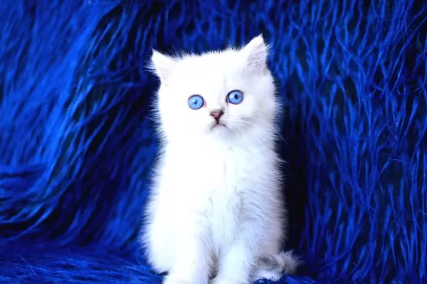 Ust Seviye Silver British Shorthair Yavrumuz Ns1133