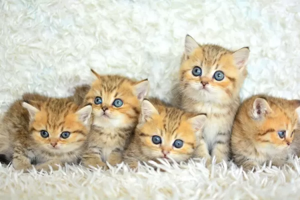 Show Clas Golden British Shorthair