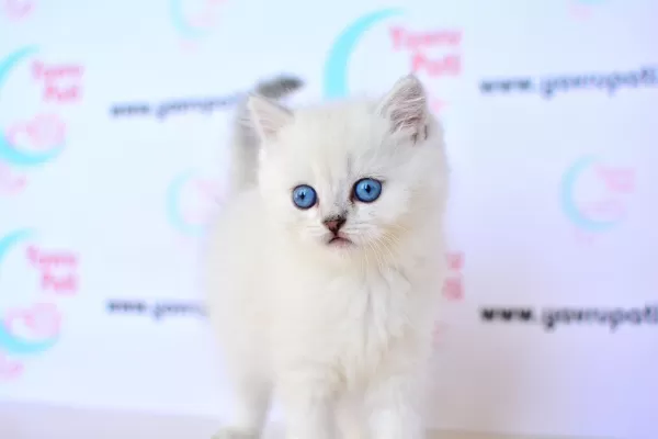 Muhteşem Yüz Hattı Silver British Shorthair