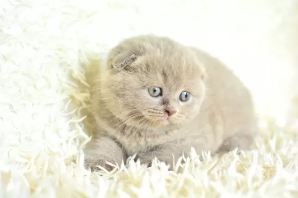 Topac Kafa Lilac Scottish Fold