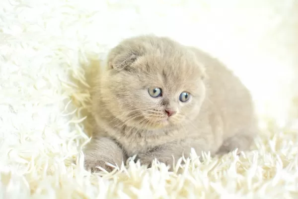 Topaç Kafalı Lac Scottish Fold