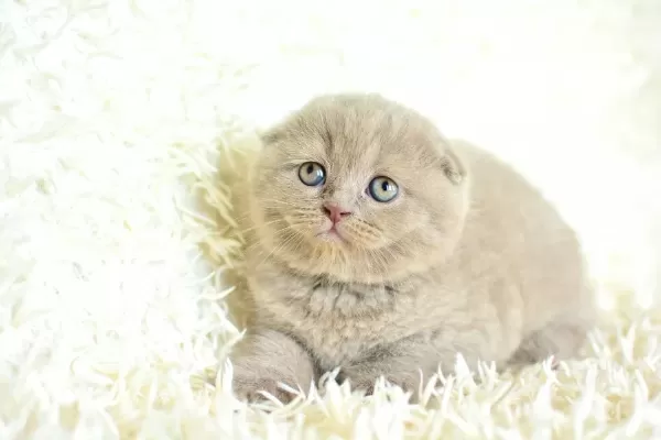 Topac Kafa Lilac Scottish Fold