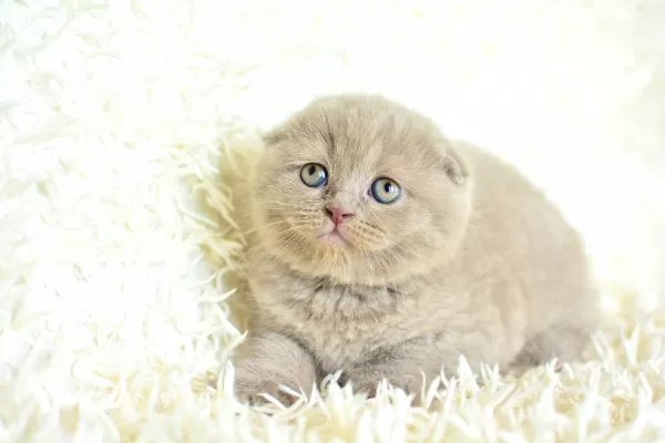 Topaç Kafalı Lac Scottish Fold