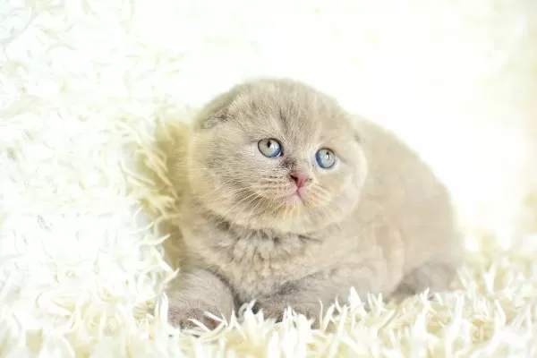 Topac Kafa Lilac Scottish Fold
