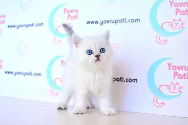 Muhteşem Yüz Hattı Silver British Shorthairns1133