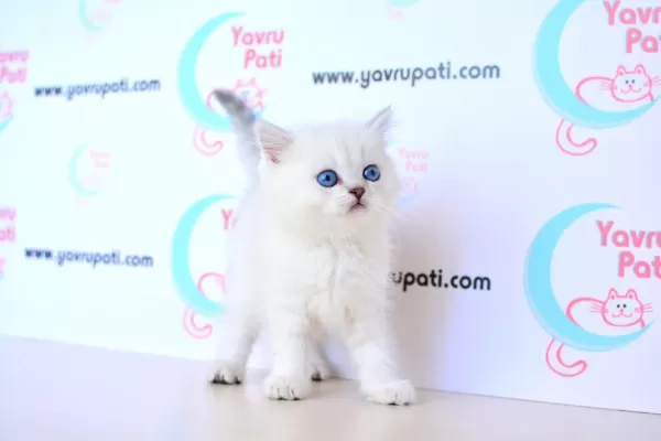 Muhteşem Yüz Hattı Silver British Shorthair