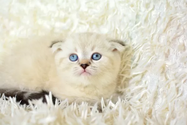 Mas Mavi Gözlü Ns1133 Scottish Fold