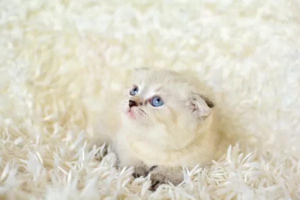 Mas Mavi Gözlü Ns1133 Scottish Fold