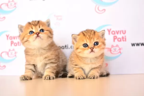 Muhteşem Bebekler Golden British Shorthair