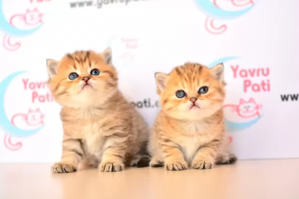 Muhteşem Bebekler Golden British Shorthair
