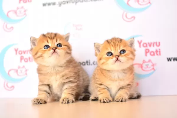 Muhteşem Bebekler Golden British Shorthair