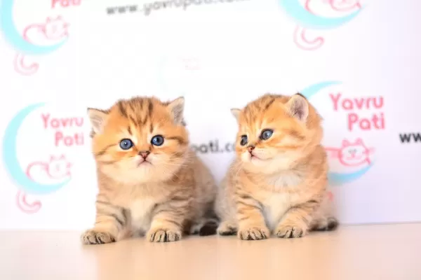 Muhteşem Bebekler Golden British Shorthair