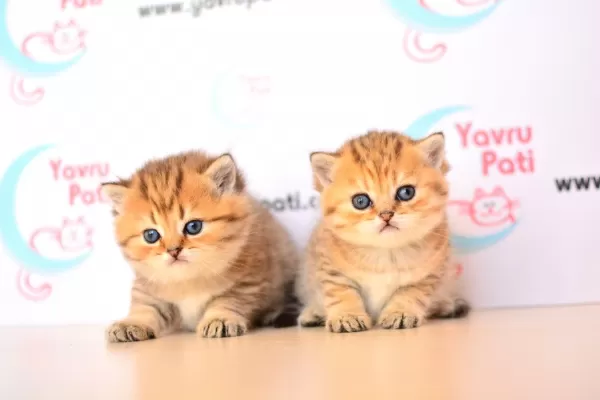 Muhteşem Bebekler Golden British Shorthair