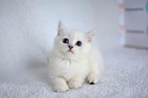 Okyanus Gozlu Silver Point British Shorthair