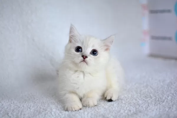 Okyanus Gözlü Silver Point British Shorthair