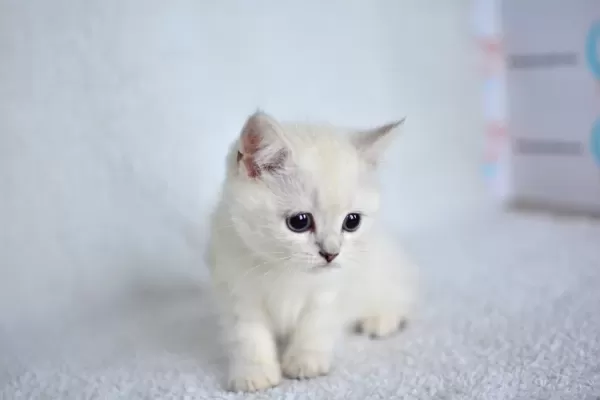 Okyanus Gozlu Silver Point British Shorthair