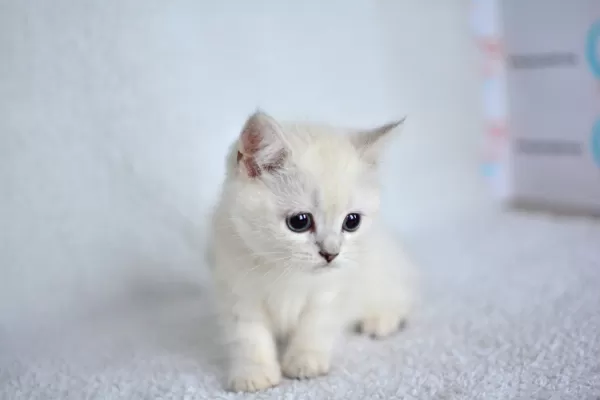 Okyanus Gözlü Silver Point British Shorthair Yavrumuz