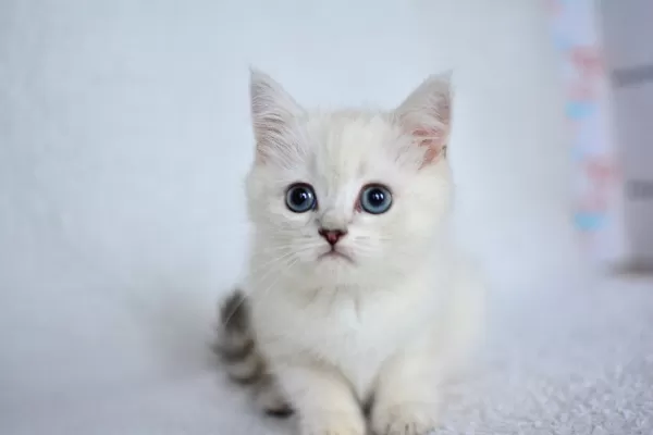 Okyanus Gözlü Silver Point British Shorthair