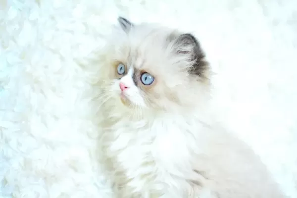 MAS MAVİ GÖZLÜ RAGDOLL YAVRUMUZ