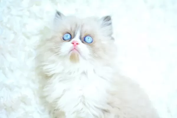 MAS MAVİ GÖZLÜ RAGDOLL YAVRUMUZ