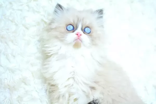 MAS MAVİ GÖZLÜ RAGDOLL YAVRUMUZ