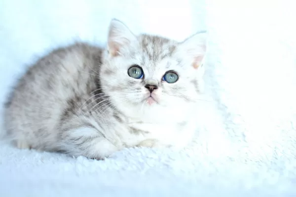 Kalitede British Shorthair