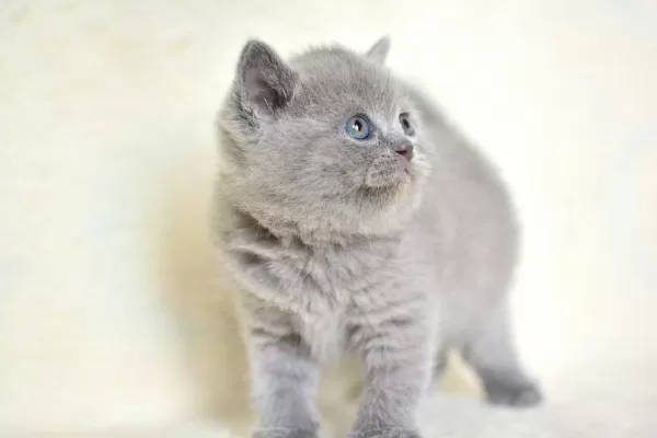 Küt Kafa Gri British Shorthair