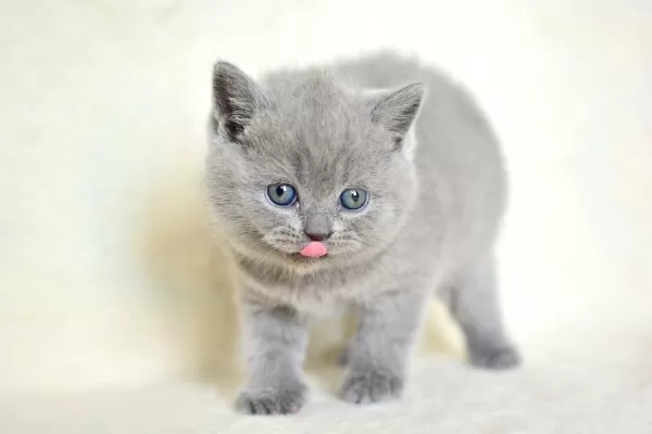 Küt Kafa Gri British Shorthair