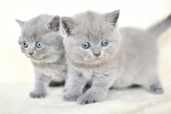 Küt Kafa Gri British Shorthair Yavrularımız