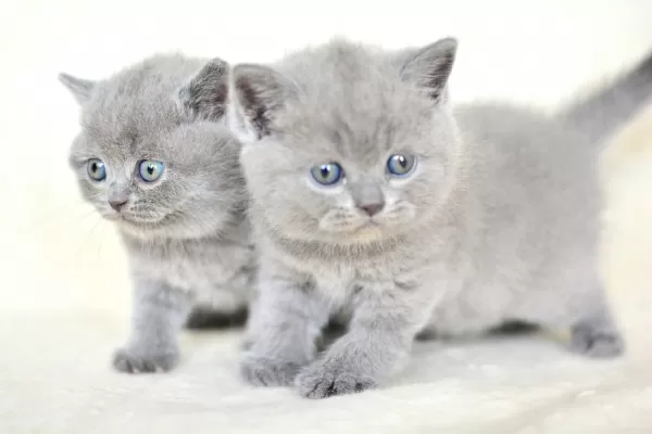 Küt Kafa Gri British Shorthair