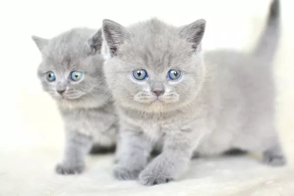 Küt Kafa Gri British Shorthair Yavrularımız