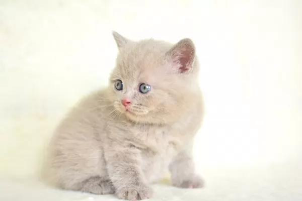 Top Kafalı Lac British Shorthair