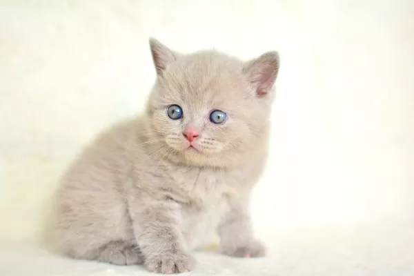 Top Kafalı Lac British Shorthair