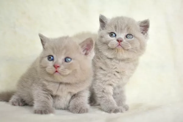 Top Kafalı Lac British Shorthair Yavrularımız