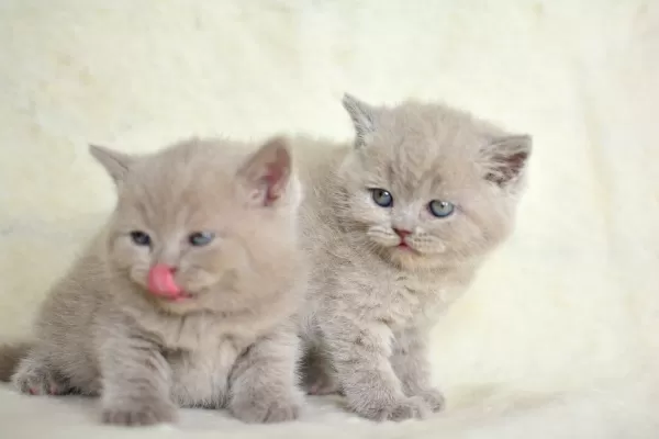 Top Kafalı Lac British Shorthair Yavrularımız
